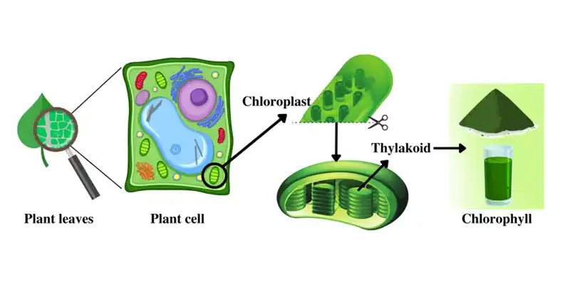 Chlorophyll: The Primary Green Pigment Responsible for Plant Color and Its Health Benefits Chlorophyll: The Primary Green Pigment