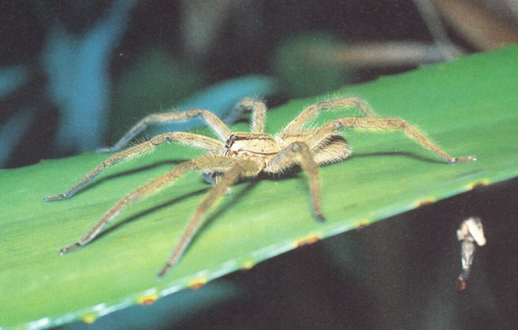 Does the Color Green Attract Spiders? No! Discover the Truth Here Here's why those spiders will always find you