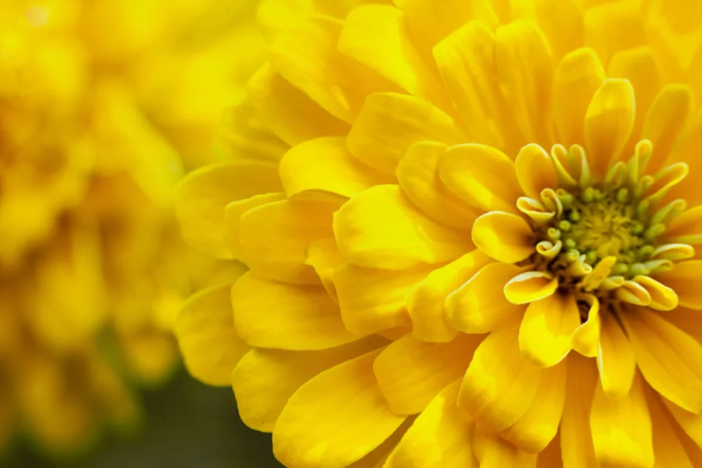 Things That Are Light Yellow: Nature’s Cheerful Hues 50+ Beautiful Things That are Yellow in Nature - Color Psychology