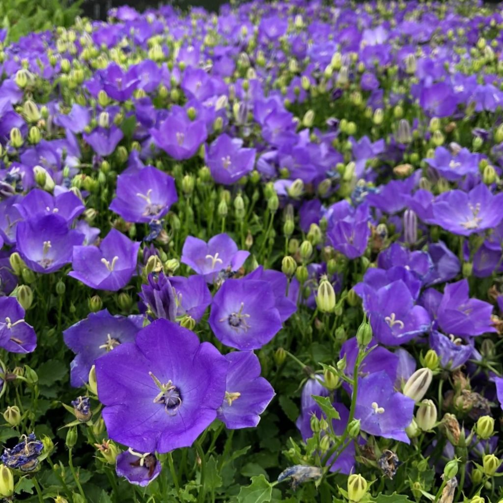 Things That Are Purple: Discover Nature, Art, and Fashion 50+ Beautiful Things That are Purple in Nature - Color Psychology